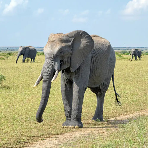 Elephants crossing the track